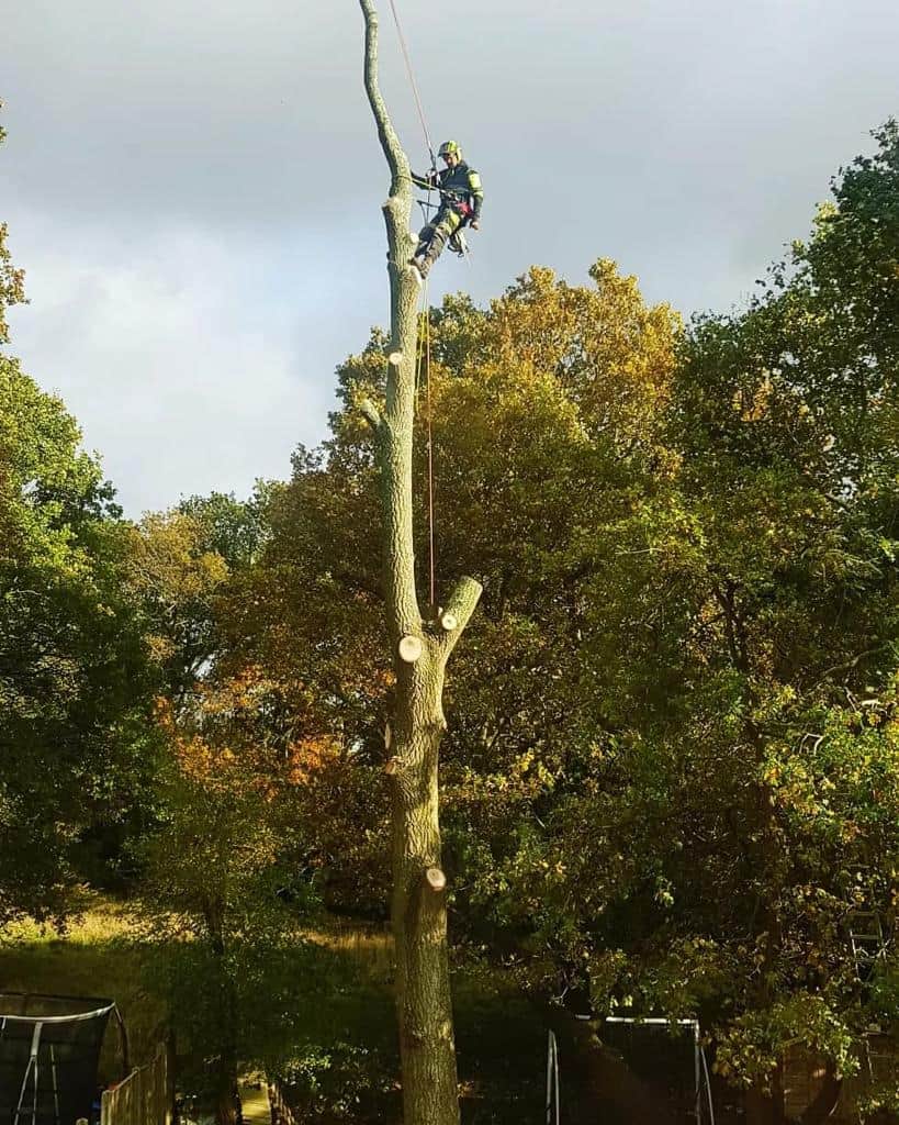 This is a photo of an operative from EM Tree Surgery Nailsea felling a tree. He is at the top of the tree with climbing gear attached about to remove the top section of the tree.