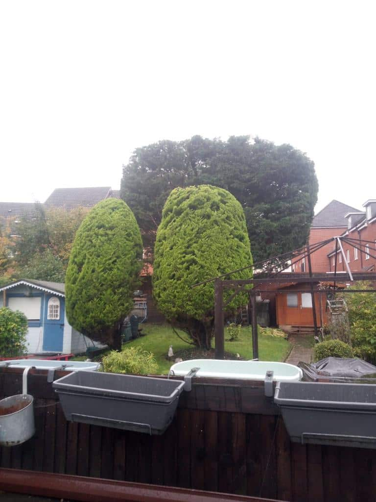 This is a photo of two tree in a garden that have just been trimmed. They have been sculpted by the operatives of EM Tree Surgery Nailsea