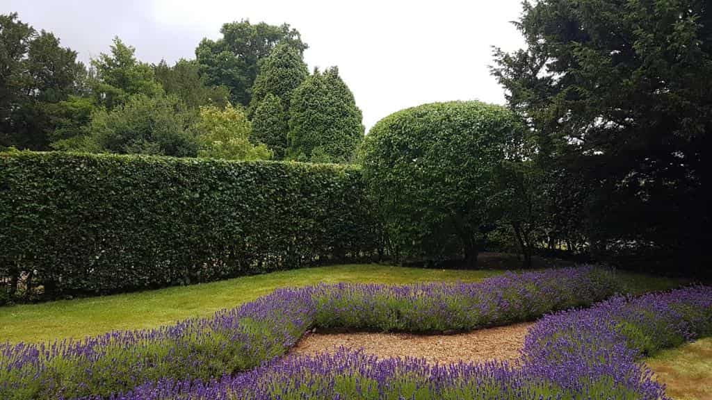 This is a photo of a garden hedge that has just been trimmed by EM Tree Surgery Nailsea