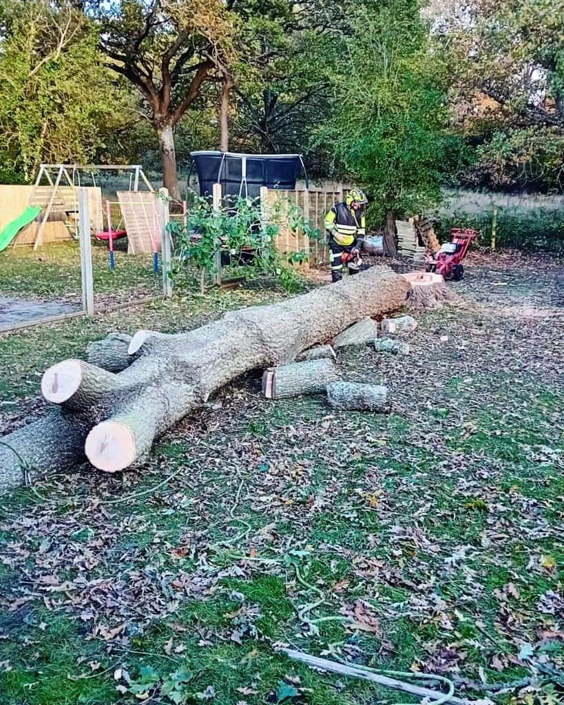 This is a tree laying on the ground of a garden that has just been felled by the operatives from EM Tree Surgery Nailsea