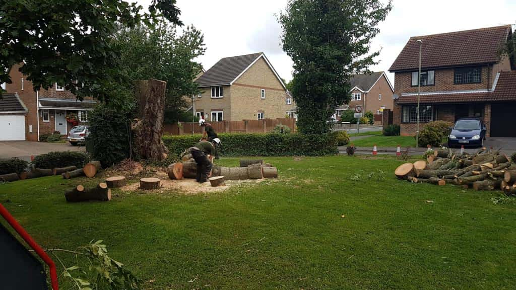 This is a photo of a tree that has been cut into sections on a communal area, and is now being removed from site. Works undertaken by EM Tree Surgery Nailsea