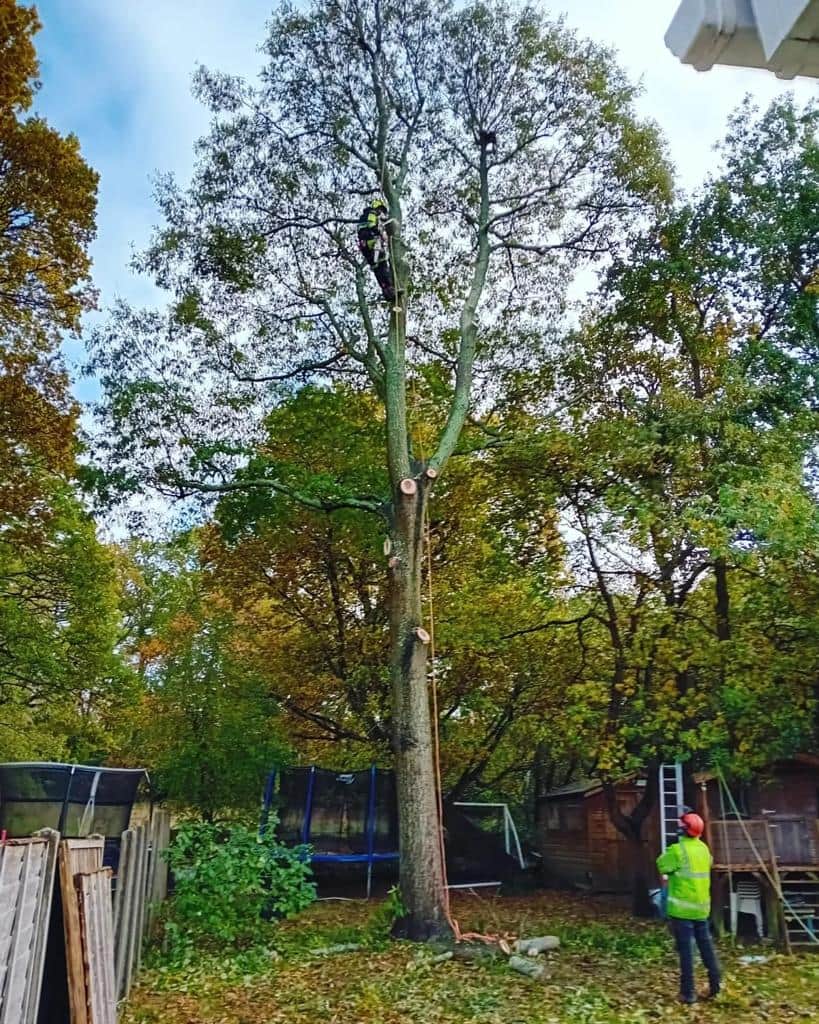 This is a photo of a tree being pruned, there is a man up the tree cutting a section of it down while another man is standing in the garden of the property where the tree is located overseeing the work. Works carried out by EM Tree Surgery Nailsea