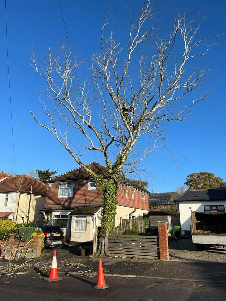 This is a photo of a tree on the pavement that is having limbs removed which are near to power lines. Works undertaken by EM Tree Surgery Nailsea