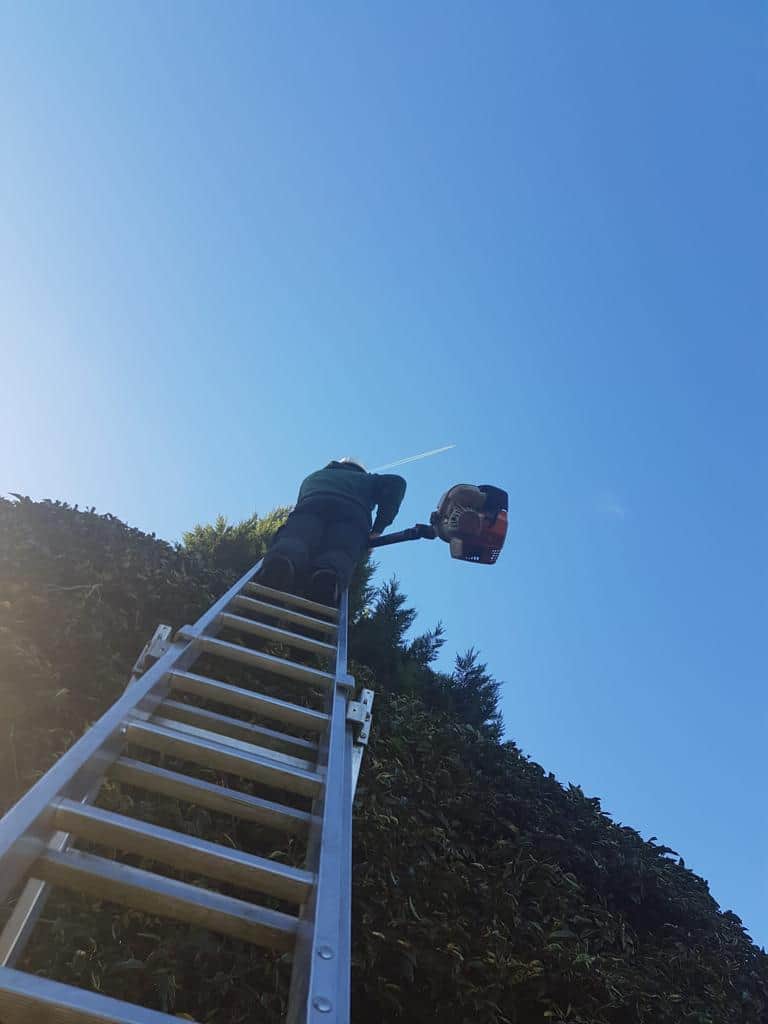 This is a photo of an operative from EM Tree Surgery Nailsea up a ladder rested on a hedge with a petrol strimmer.