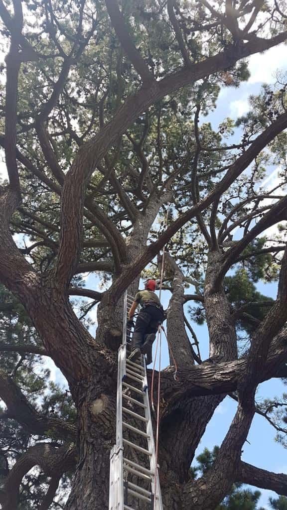 This is a photo of a very large tree with a ladder resting on it and an operative from EM Tree Surgery Nailsea climbing up it to carry out tree surgery