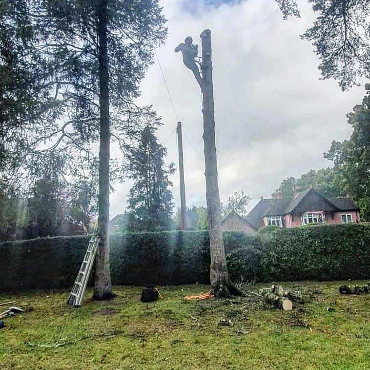 This is a photo of a tree that is being removed, there is just the trunk remaining and the operative from EM Tree Surgery Nailsea is at the top cutting a section of it off.